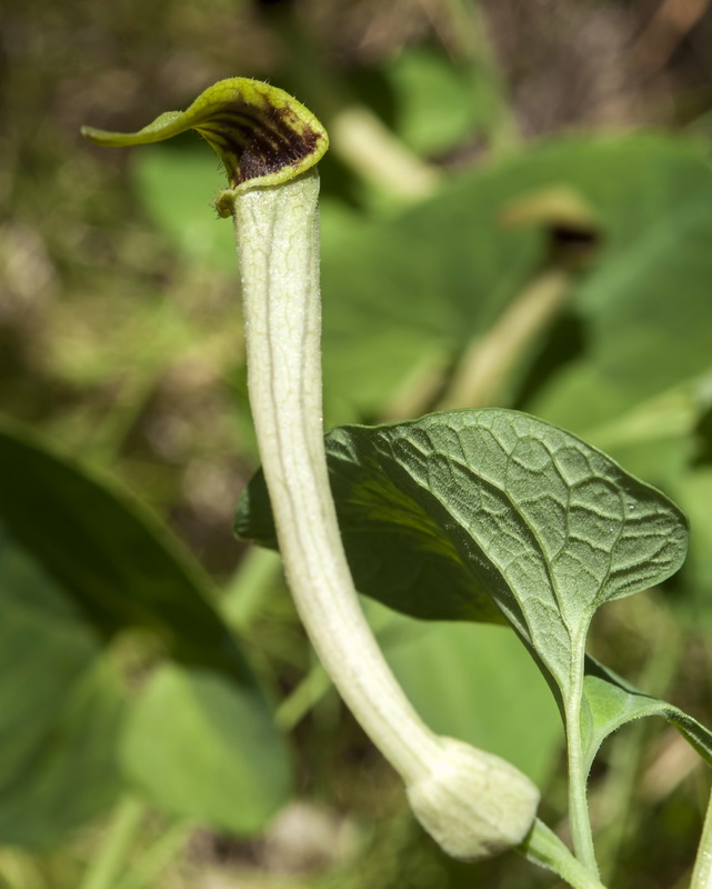 Aristolochia paucinervis.09