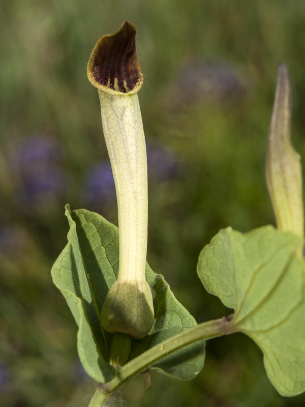 Aristolochia paucinervis.11
