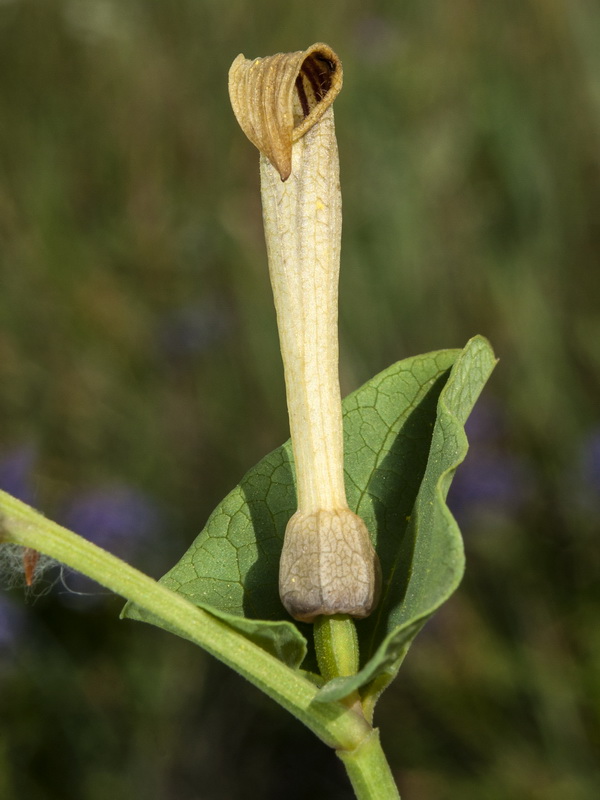 Aristolochia paucinervis.12