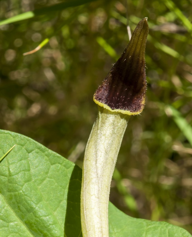 Aristolochia paucinervis.13