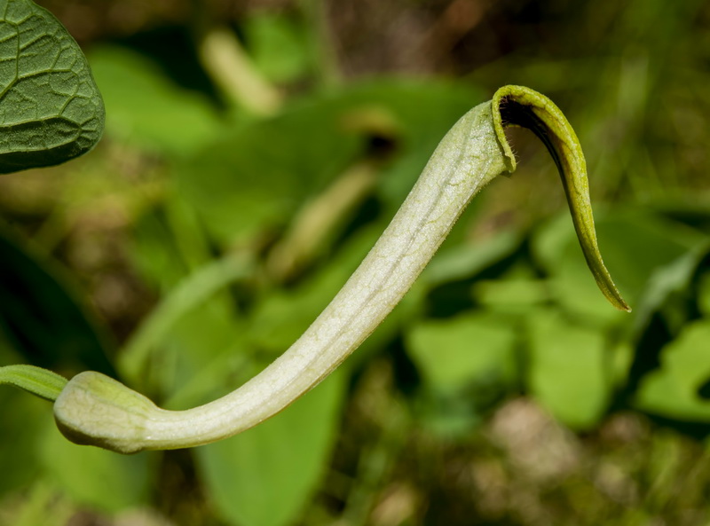 Aristolochia paucinervis.16