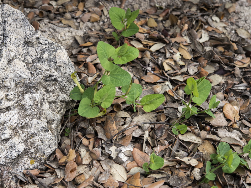 Aristolochia paucinervis.20