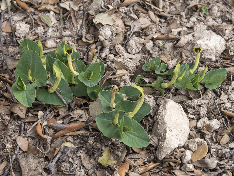 Aristolochia paucinervis.21