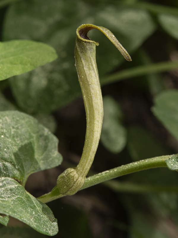 Aristolochia paucinervis.06