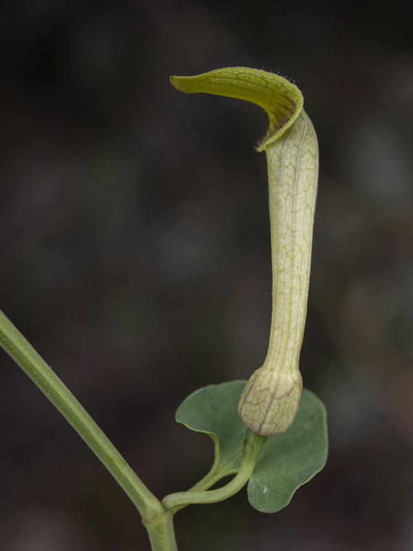Aristolochia paucinervis.10