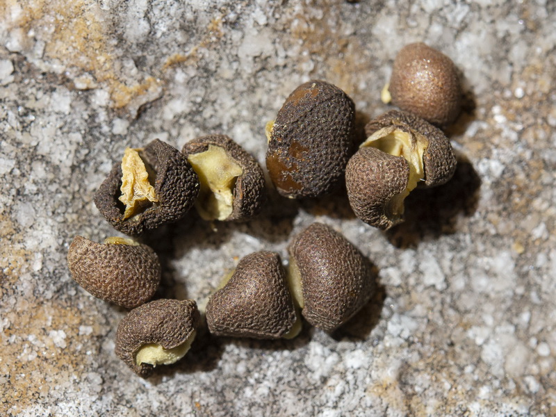 Aristolochia paucinervis.32