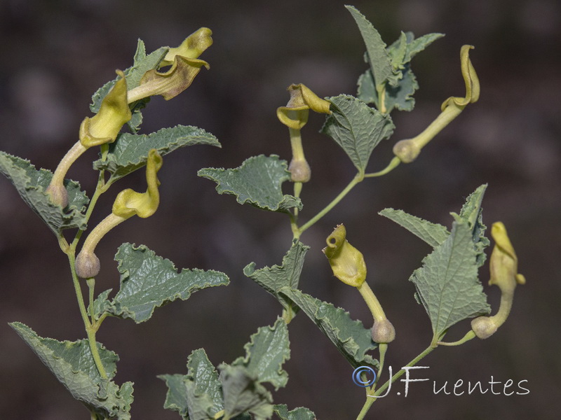 Aristolochia pistolochia.01