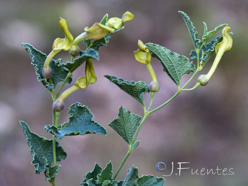 Aristolochia pistolochia.02