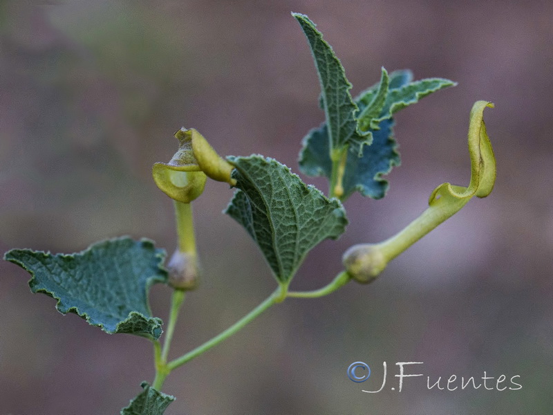 Aristolochia pistolochia.03