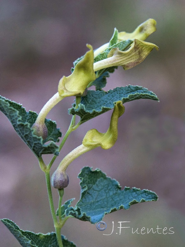 Aristolochia pistolochia.04