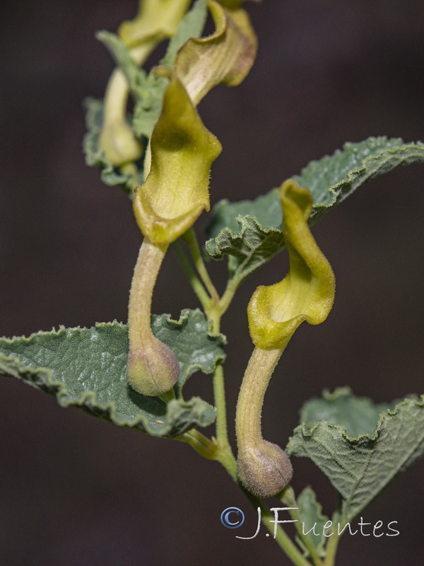 Aristolochia pistolochia.05