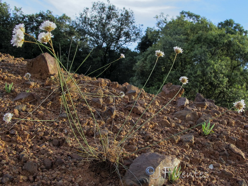 Armeria alboi.03