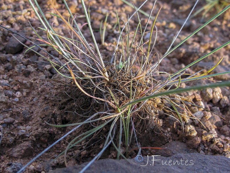 Armeria alboi.05