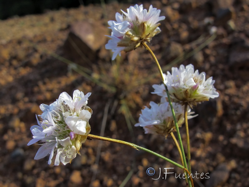 Armeria alboi.07
