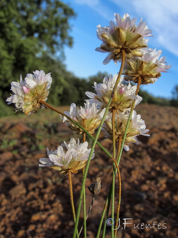 Armeria alboi.08