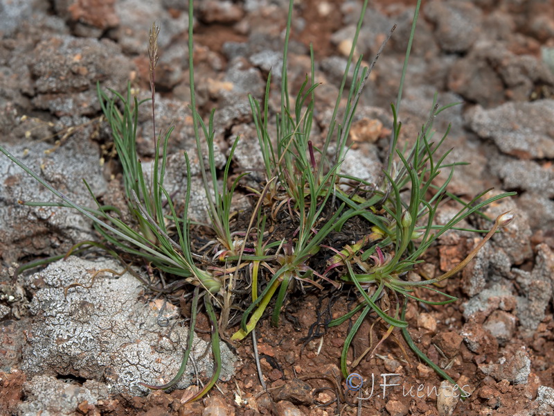 Armeria alboi.05
