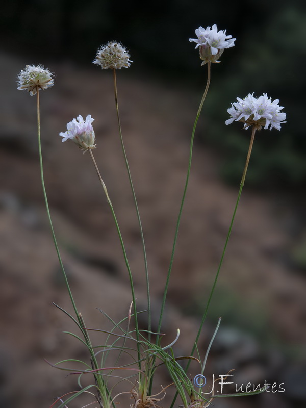 Armeria alboi.13