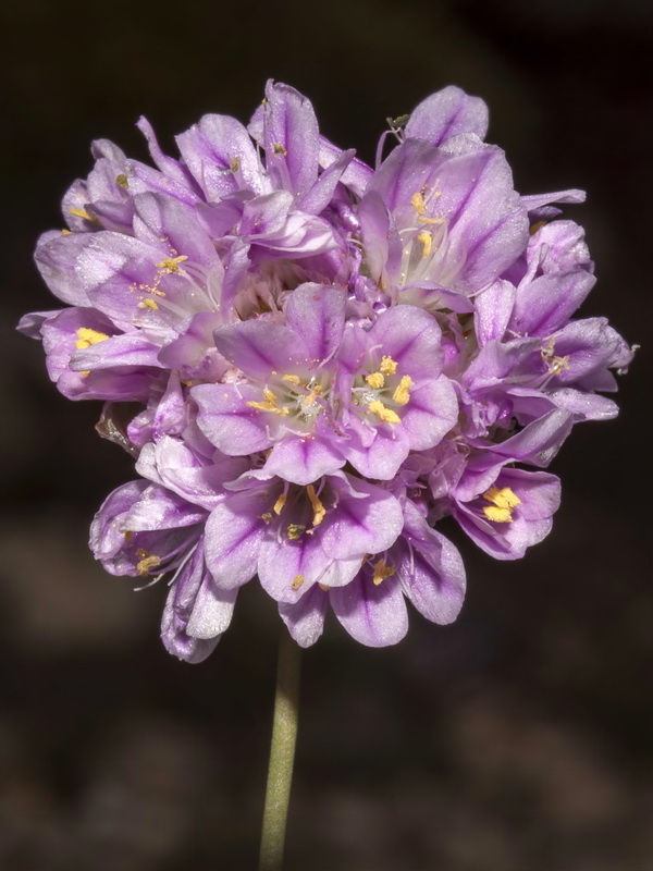 Armeria bourgaei bourgaei.05