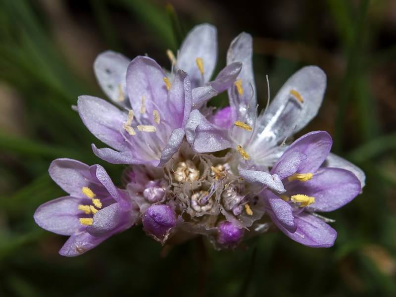 Armeria bourgaei bourgaei.06