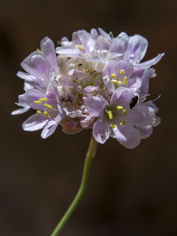 Armeria bourgaei bourgaei.09