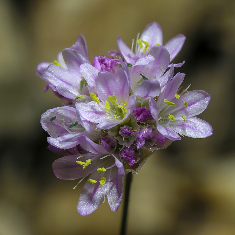 Armeria bourgaei bourgaei.10