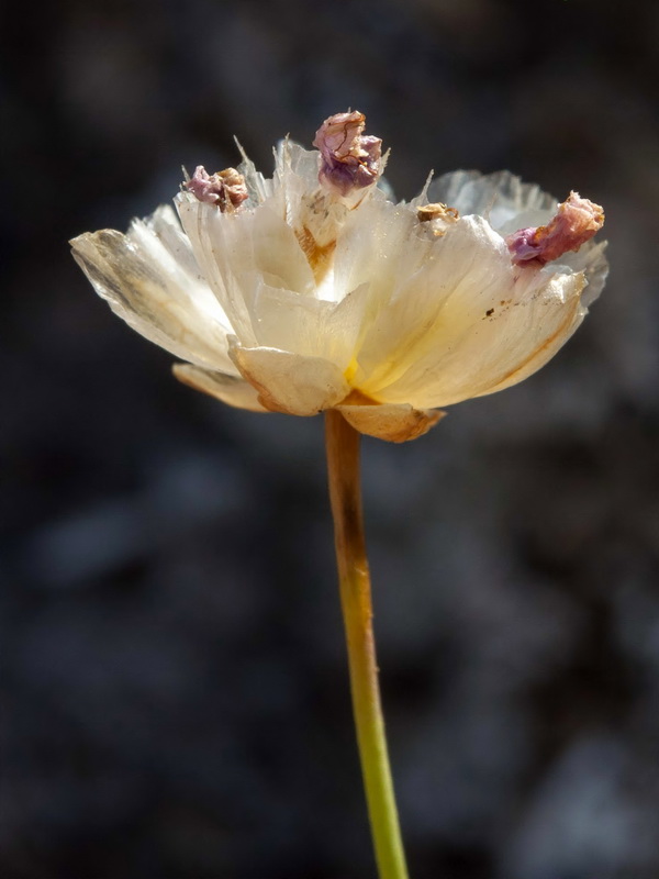 Armeria bourgaei bourgaei.15