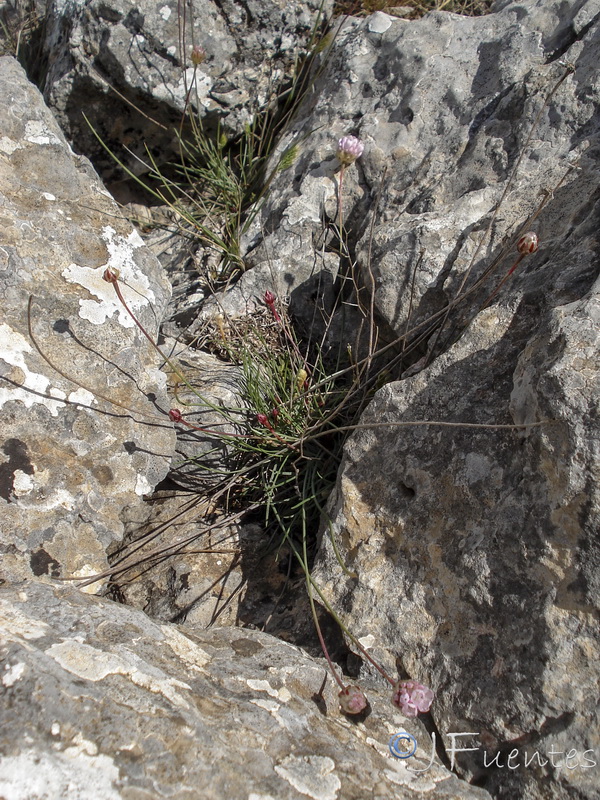 Armeria bourgaei bourgaei.19