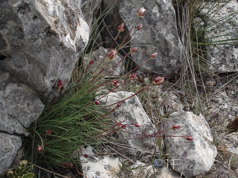 Armeria bourgaei bourgaei.22