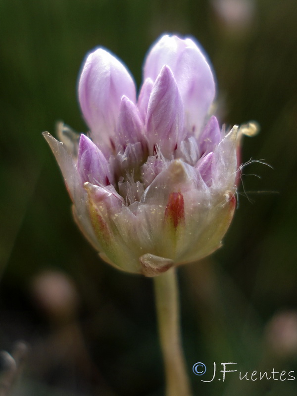 Armeria bourgaei bourgaei.24