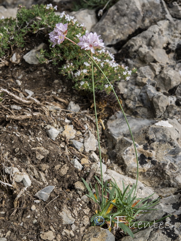 Armeria bourgaei bourgaei.26