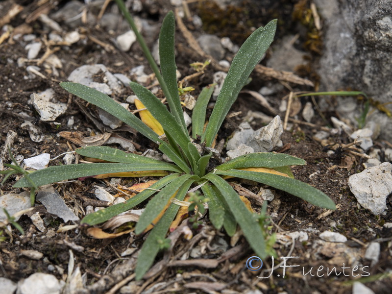 Armeria bourgaei bourgaei.27