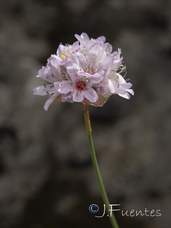 Armeria bourgaei bourgaei.29