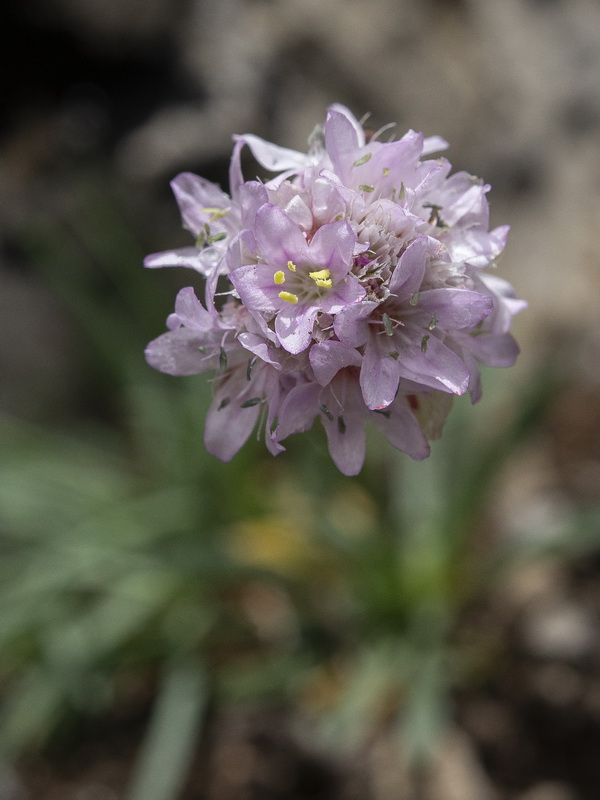 Armeria bourgaei bourgaei.02