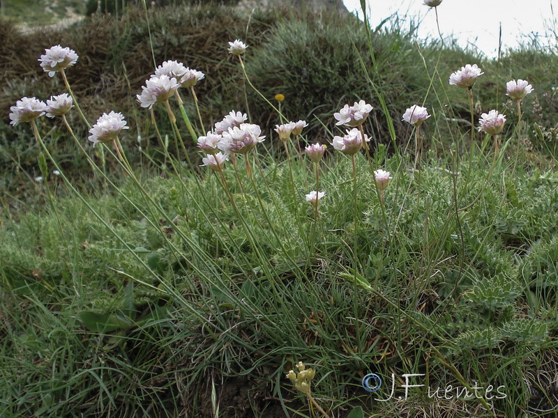 Armeria bourgaei lanceobracteata.06