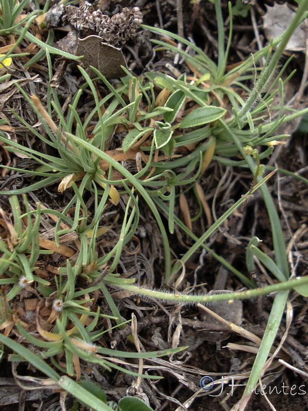 Armeria bourgaei lanceobracteata.08