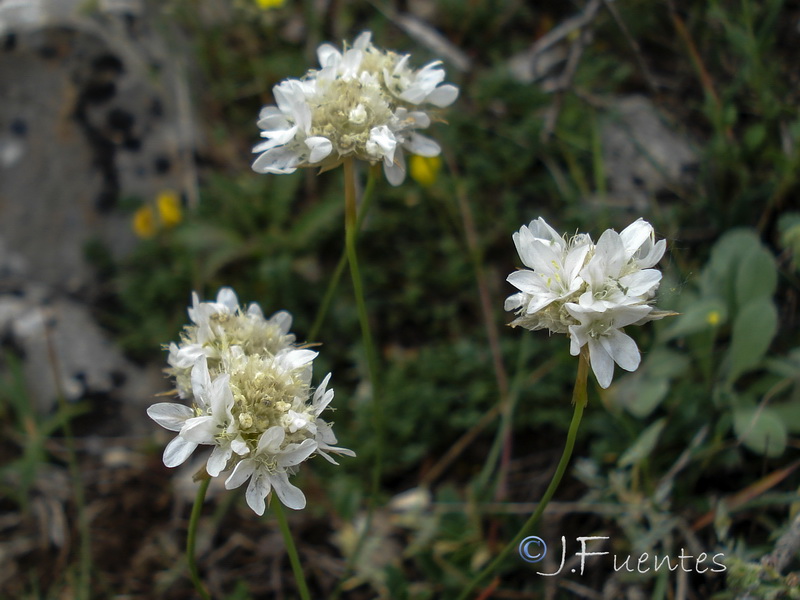 Armeria bourgaei lanceobracteata.09