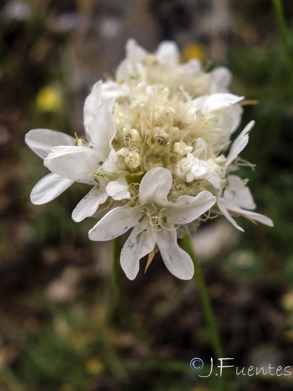 Armeria bourgaei lanceobracteata.11