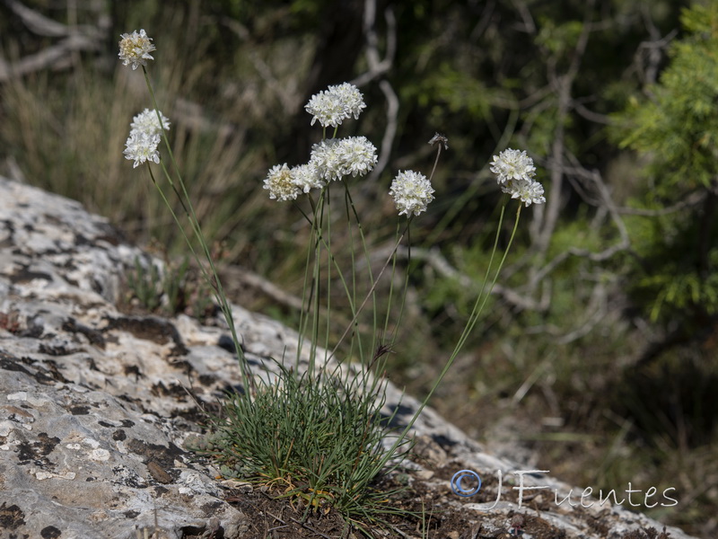 Armeria bourgaei lanceobracteata.01