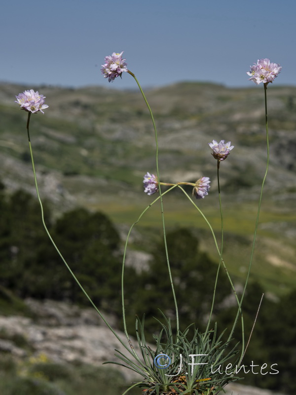 Armeria bourgaei lanceobracteata.14