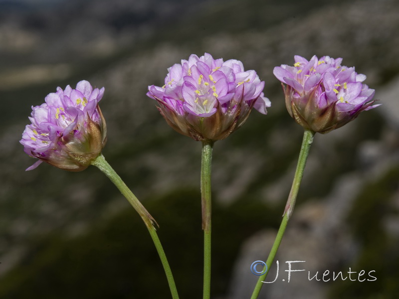 Armeria bourgaei lanceobracteata.16