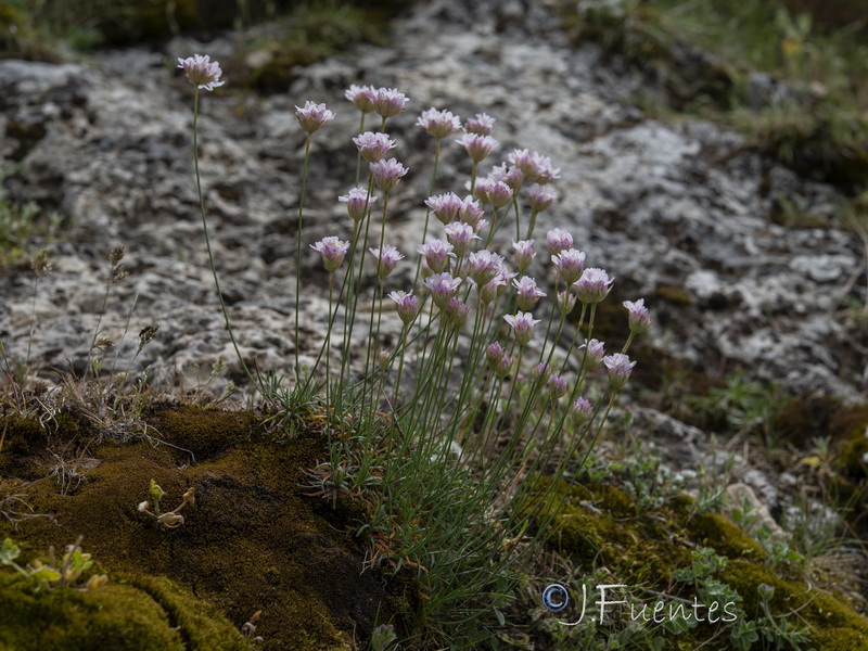 Armeria bourgaei lanceobracteata.17