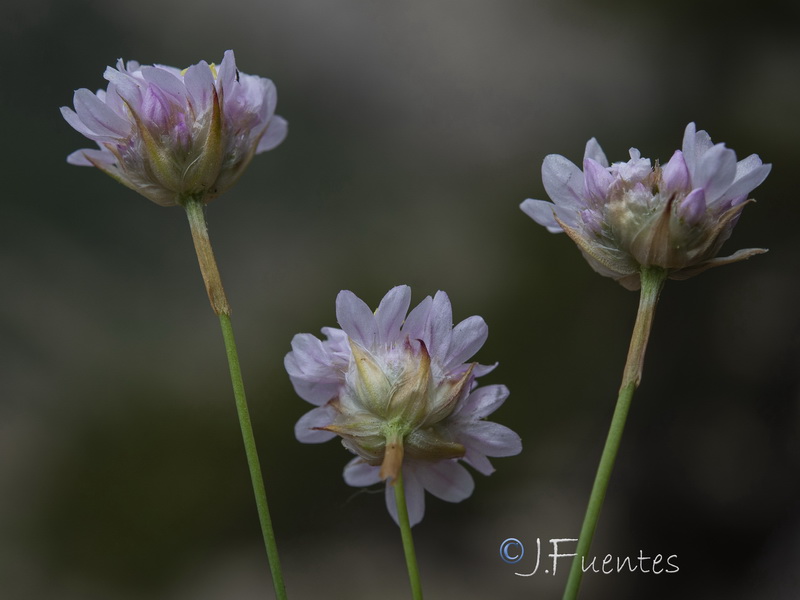 Armeria bourgaei lanceobracteata.20