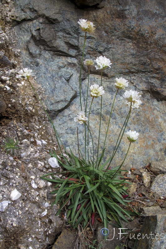 Armeria colorata.02