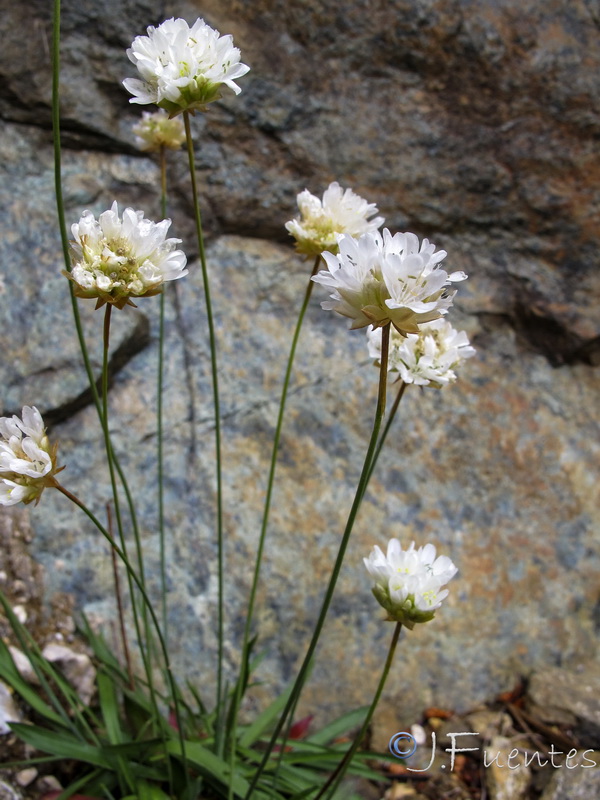 Armeria colorata.04