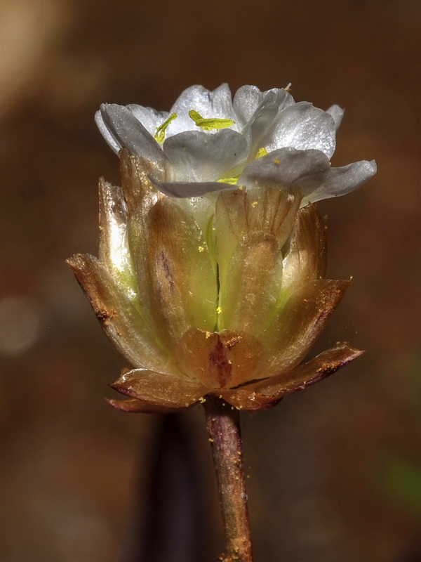 Armeria colorata.13