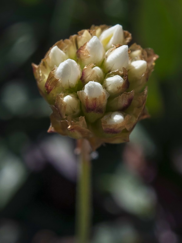 Armeria colorata.18