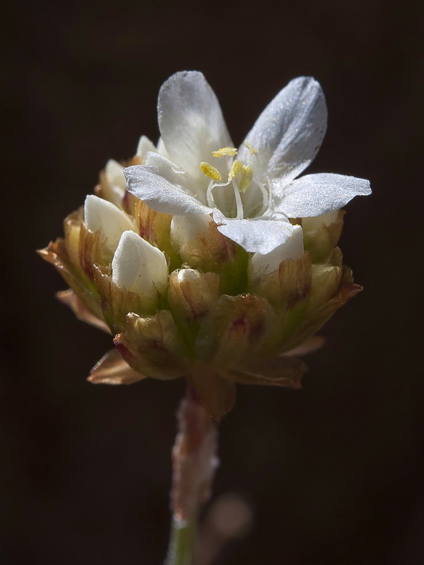 Armeria colorata.21