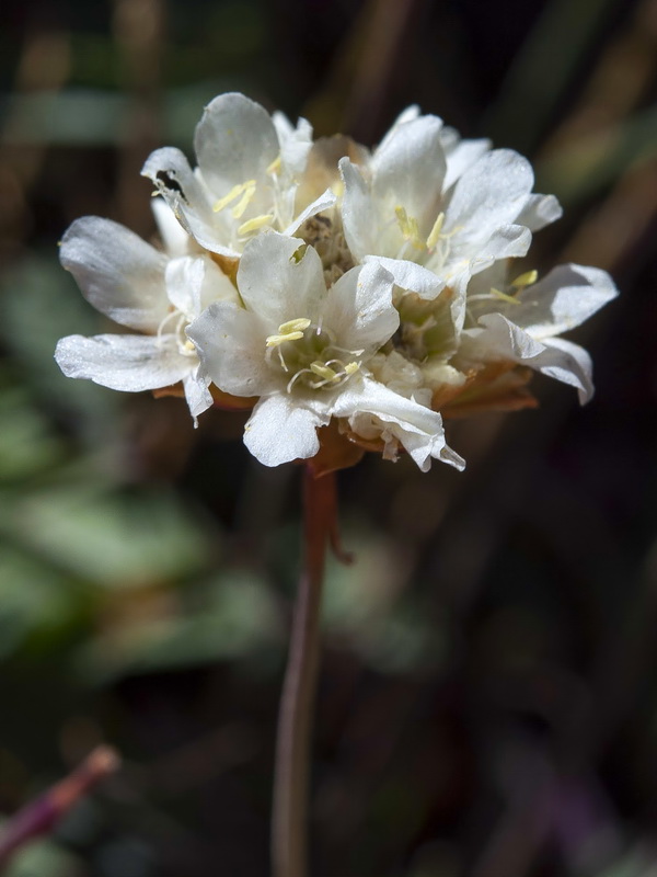 Armeria colorata.24
