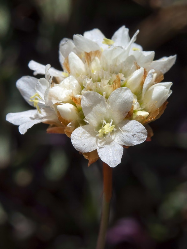 Armeria colorata.26