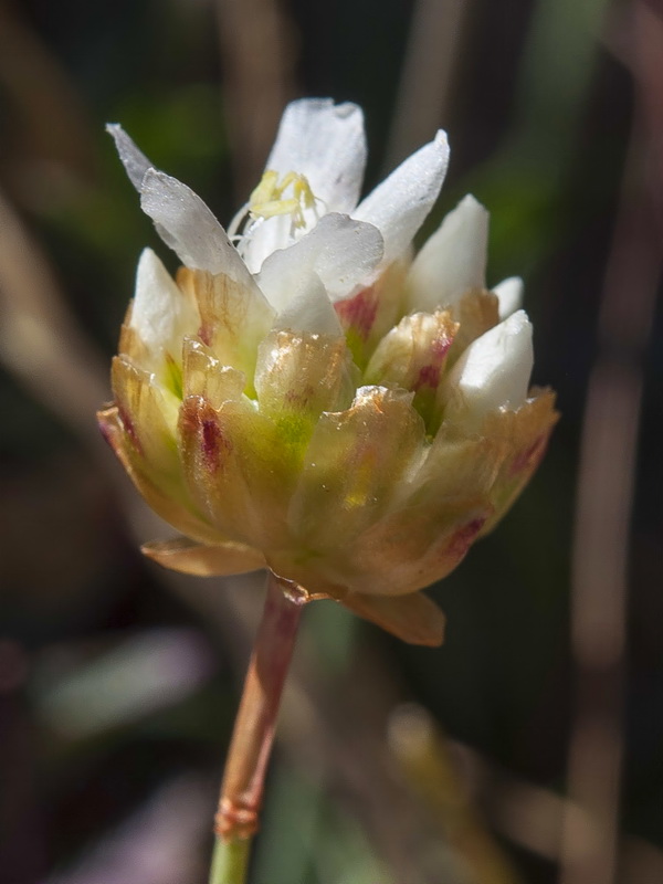 Armeria colorata.29